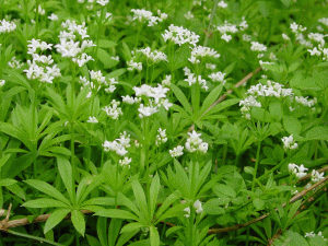 Waldmeister