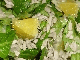 Feldsalat mit Orangen